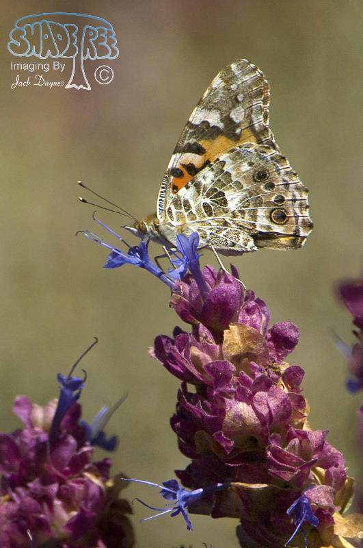 Painted Lady - Vanessa cardui