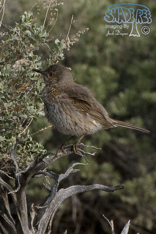 Sage Thrasher - Oreoscoptes montanus