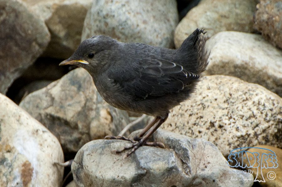 American Dipper - Cinclus mexicanus