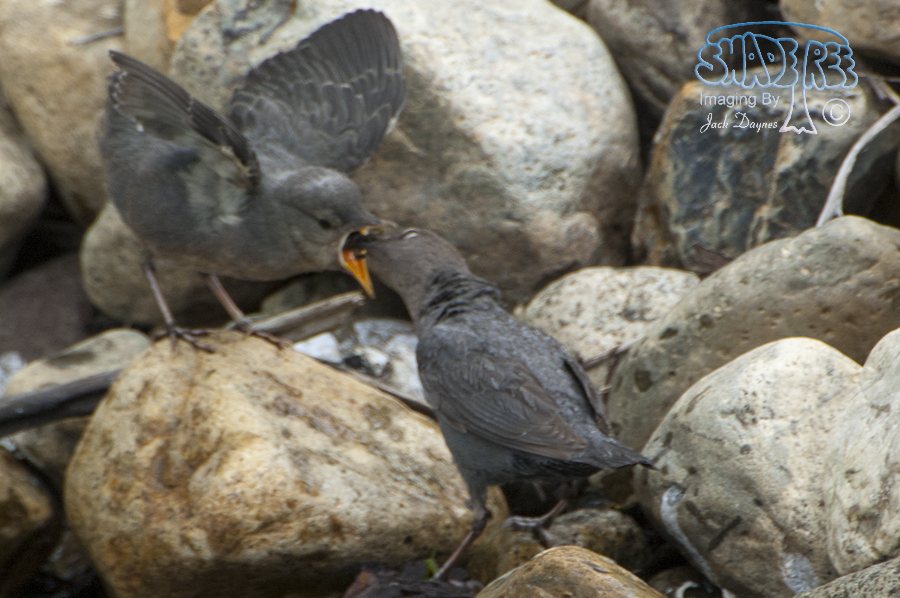 American Dipper - Cinclus mexicanus