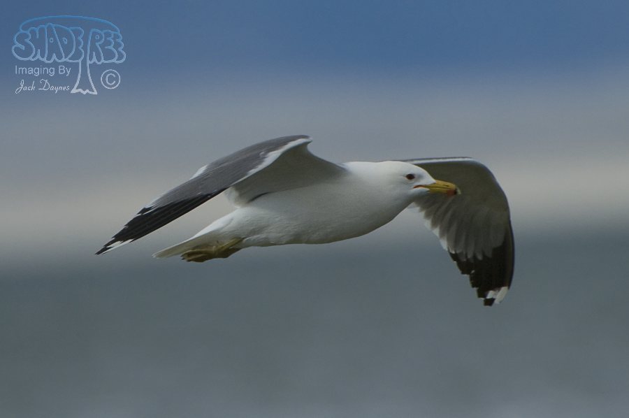 California Gull - Larus californicus
