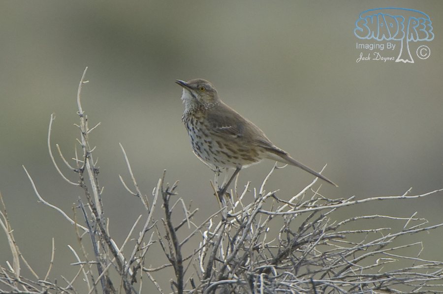 Sage Thrasher - Oreoscoptes montanus
