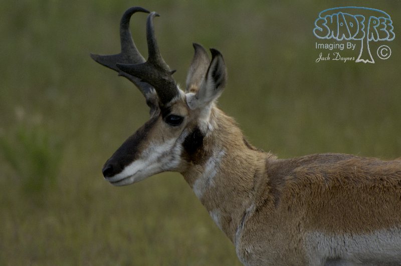 Pronghorn Antelope - Antilocapra americana