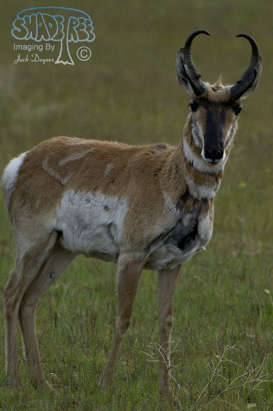 Pronghorn Antelope - Antilocapra americana