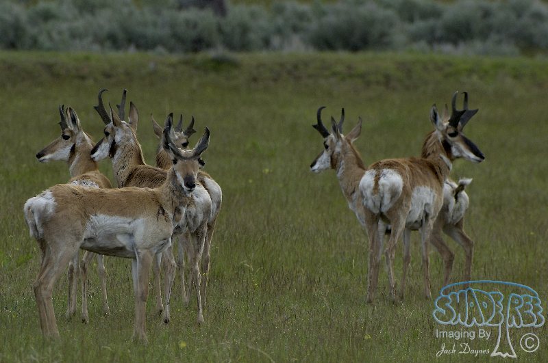Pronghorn Antelope - Antilocapra americana