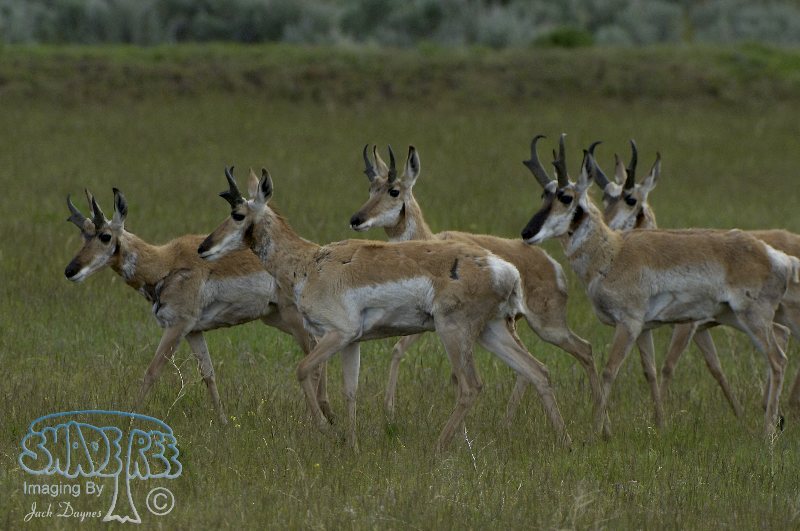 Pronghorn Antelope - Antilocapra americana