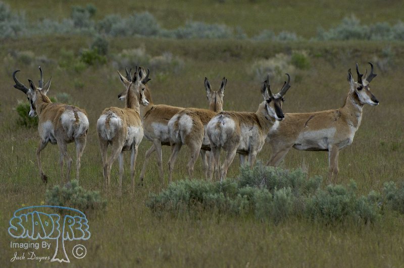 Pronghorn Antelope - Antilocapra americana