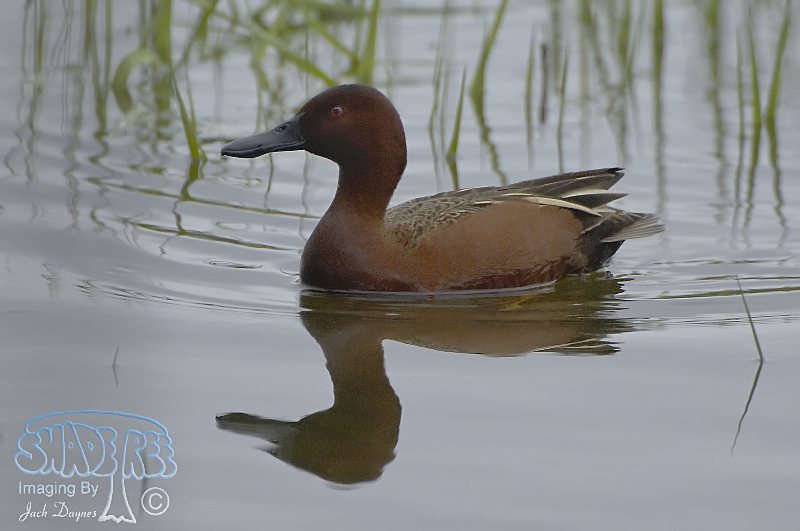 Cinnamon Teal - Spatula cyanoptera