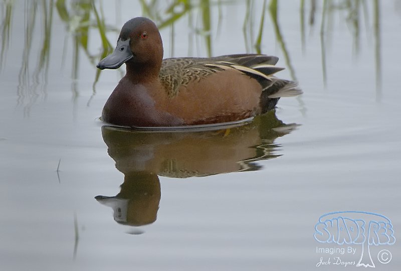 Cinnamon Teal - Spatula cyanoptera