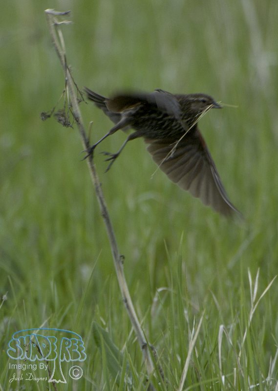 Red-Winged Blackbird - Agelaius phoeniceus