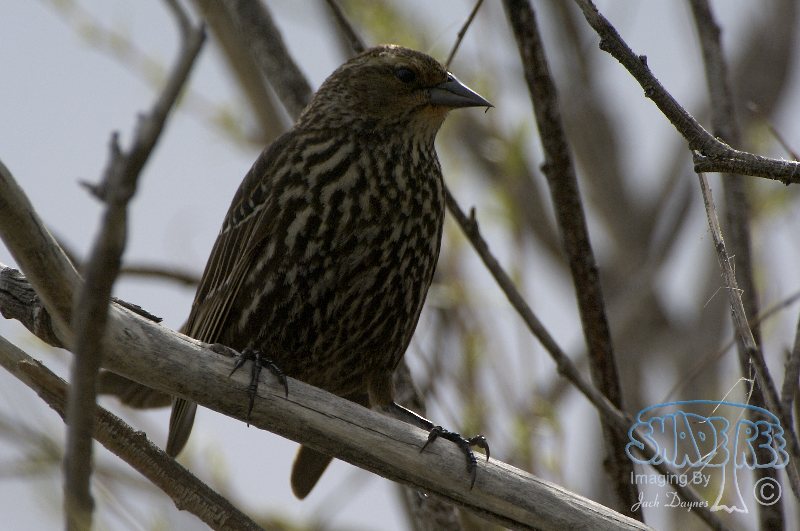 Red-Winged Blackbird - Agelaius phoeniceus