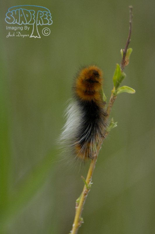 Ranchman's Tiger Moth Larva - Platyprepia virginalis
