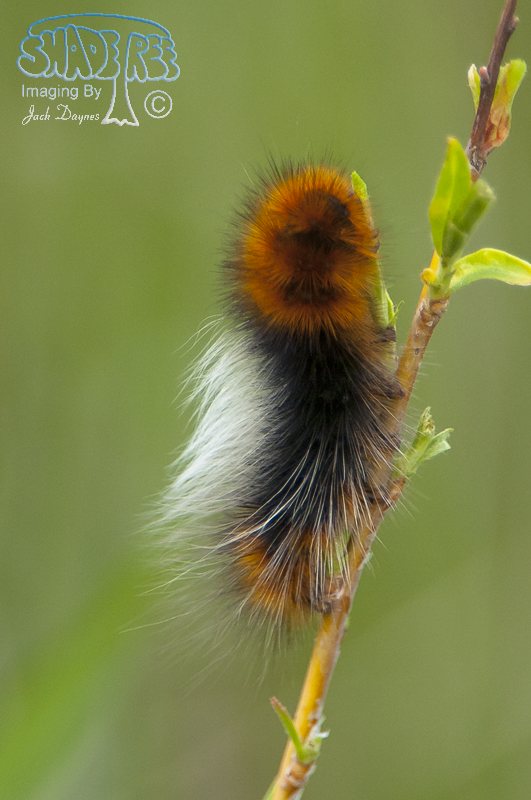 Ranchman's Tiger Moth Larva - Platyprepia virginalis