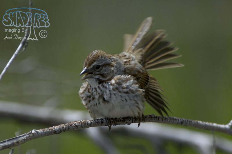 Song Sparrow - Melospiza melodia