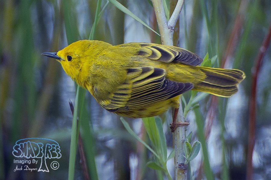 American Yellow Warbler - Setophaga petechia
