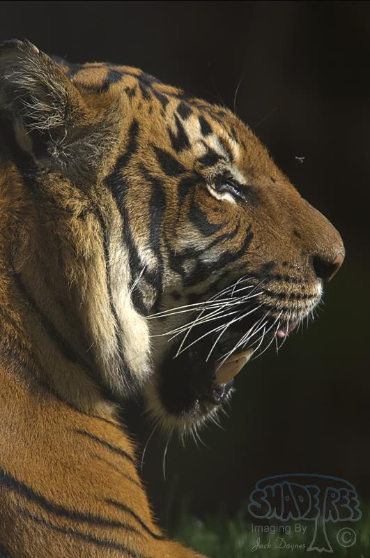 Tiger - Panthera tigris
