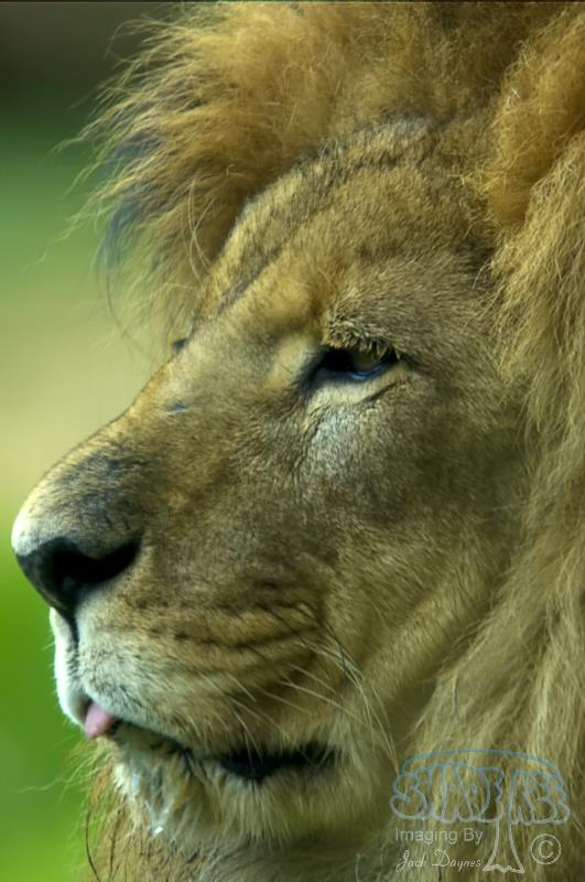 African Lion - Panthera leo