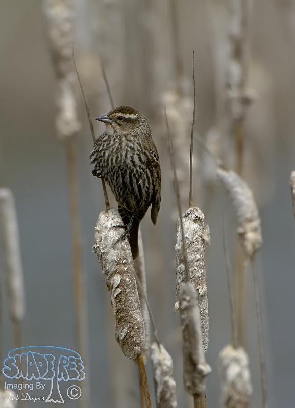 Red-Winged Blackbird - Agelaius phoeniceus