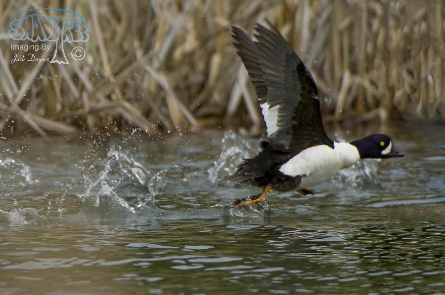 Barrow's Goldeneye - Bucephala islandica