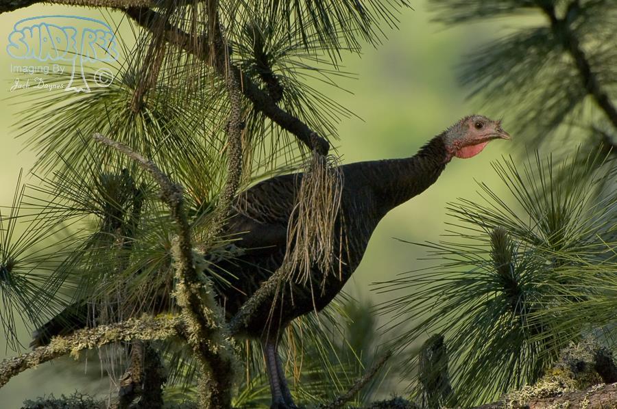Wild Turkey - Meleagris gallopavo