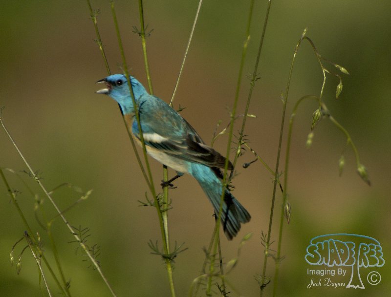 Lazuli Bunting - Passerina amoena