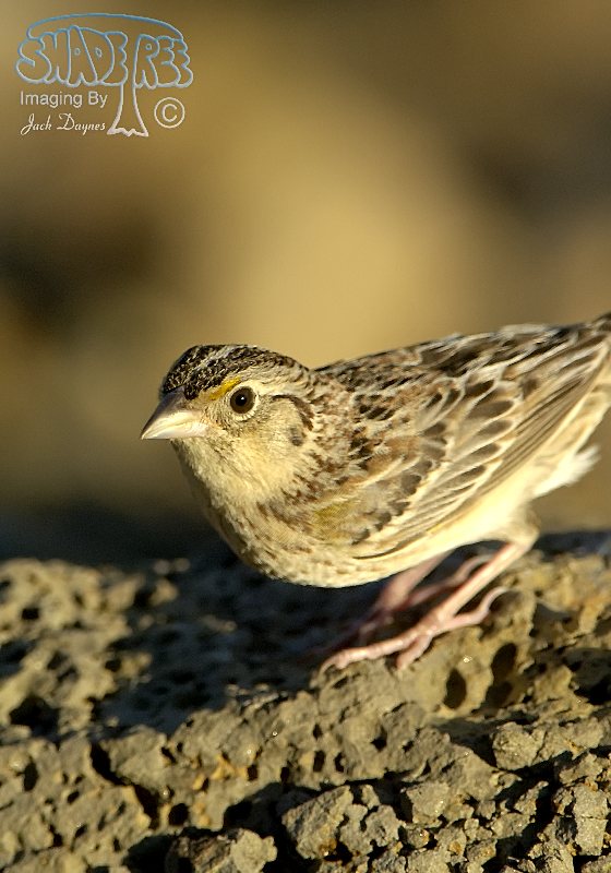 Grasshopper Sparrow - Ammodramus savannarum