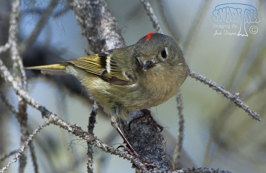 Ruby-Crowned Kinglet - Regulus calendula