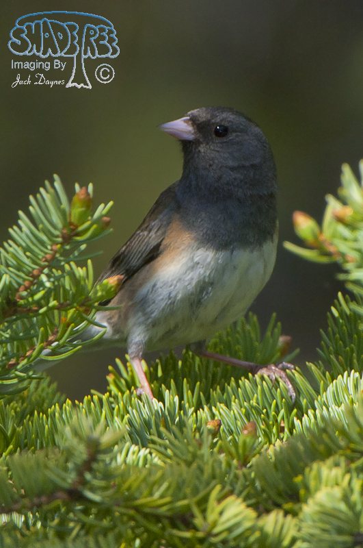 Dark-Eyed Junco - Junco hyemalis
