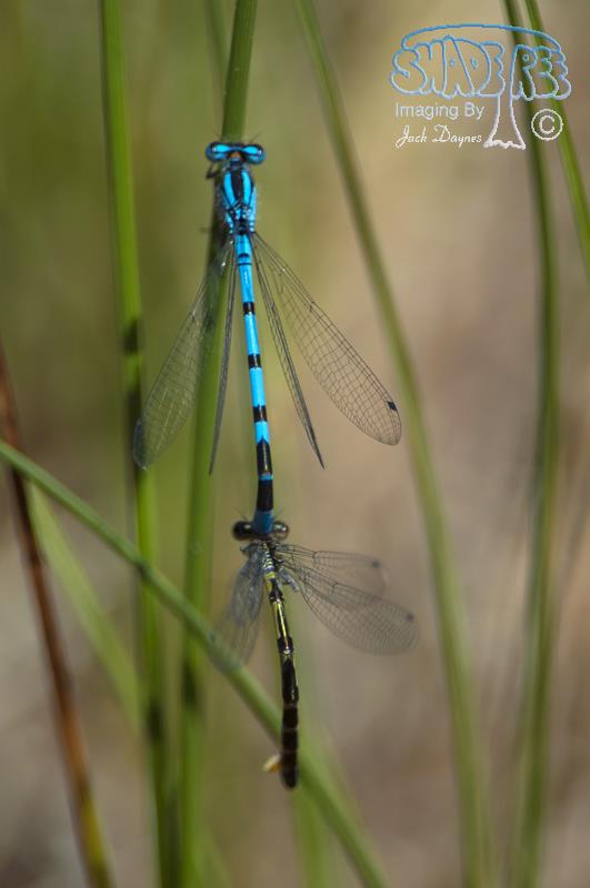 Taiga Bluet - Coenagrion resolutum