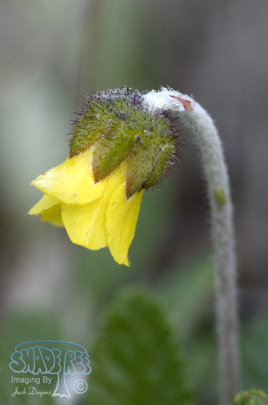 Yellow Mountain Avens - Dryas drummondii