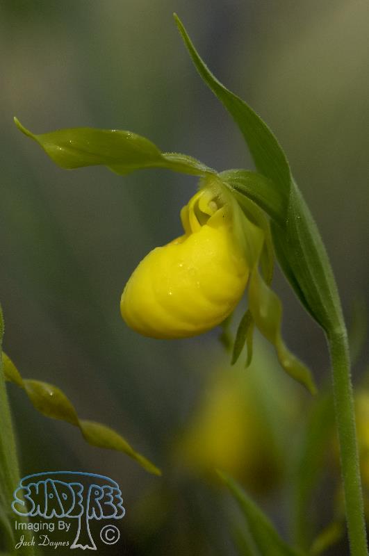 Yellow Lady's-slipper - Cypripedium parviflorum