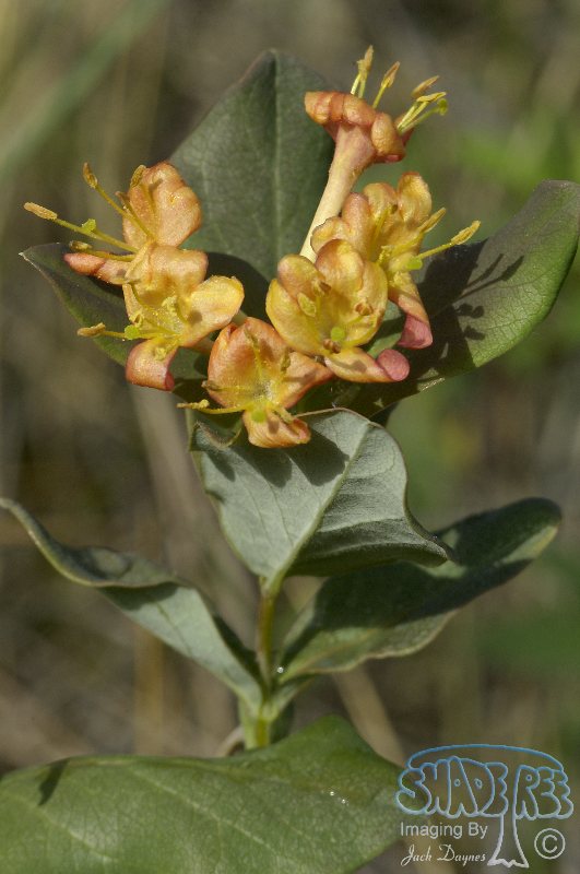 Twining Honeysuckle - Lonicera dioica