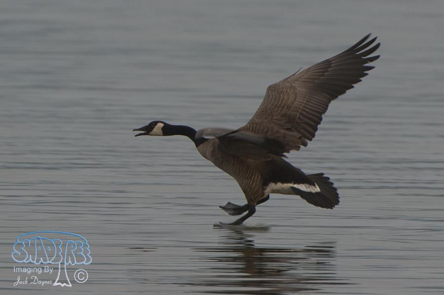 Canada Goose - Branta canadensis