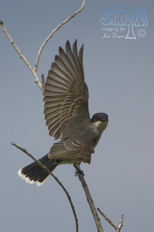 Eastern Kingbird - Tyrannus tyrannus