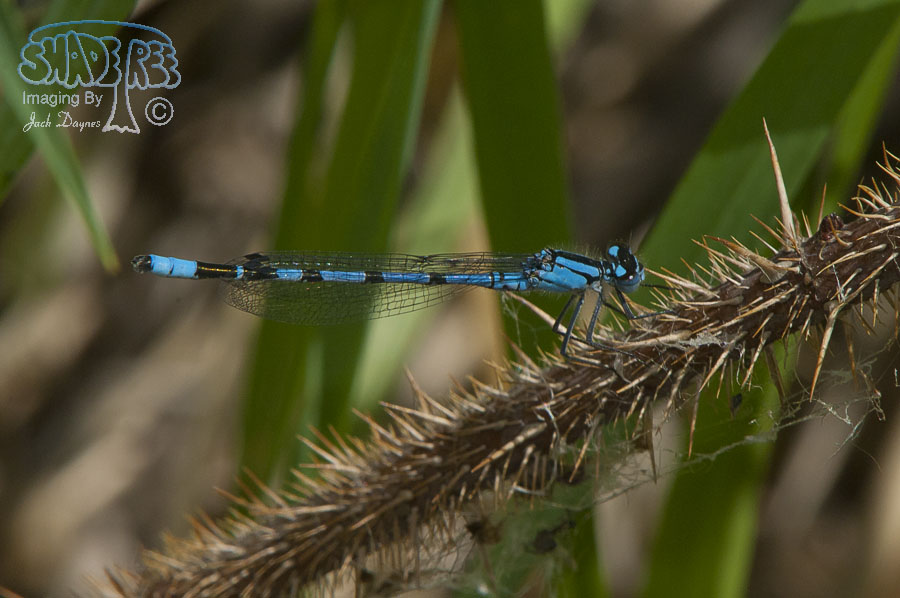 Taiga Bluet - Coenagrion resolutum