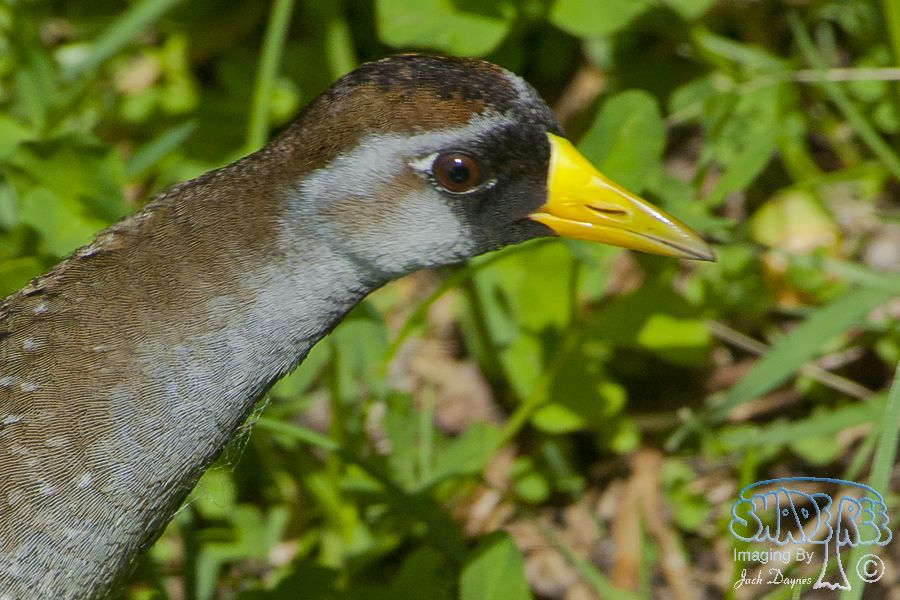 Sora - Porzana carolina