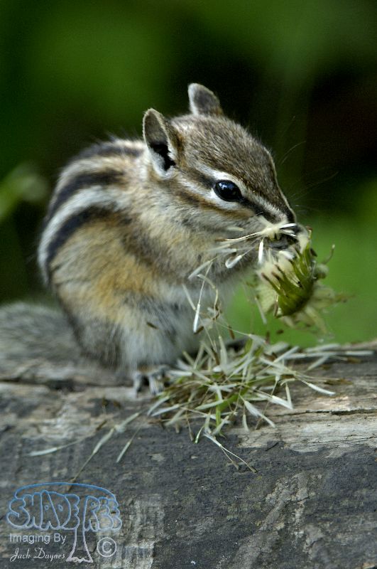 Least Chipmunk - Tamias minimus