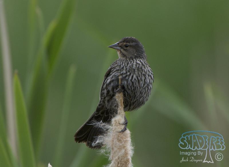 Red-Winged Blackbird - Agelaius phoeniceus