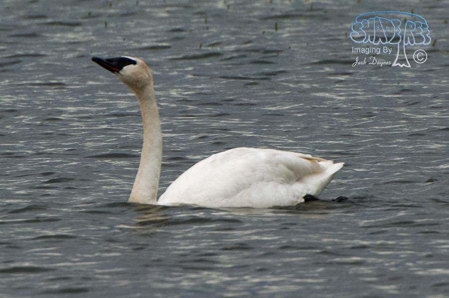 Trumpeter Swan - Cygnus buccinator