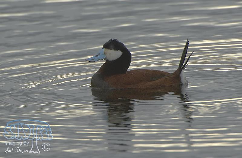 Ruddy Duck - Oxyura jamaicensis