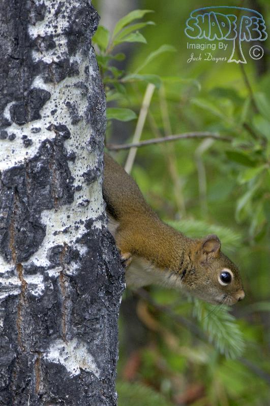 Red Squirrel - Tamiasciurus hudsonicus