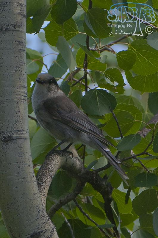 Canada Jay - Perisoreus canadensis