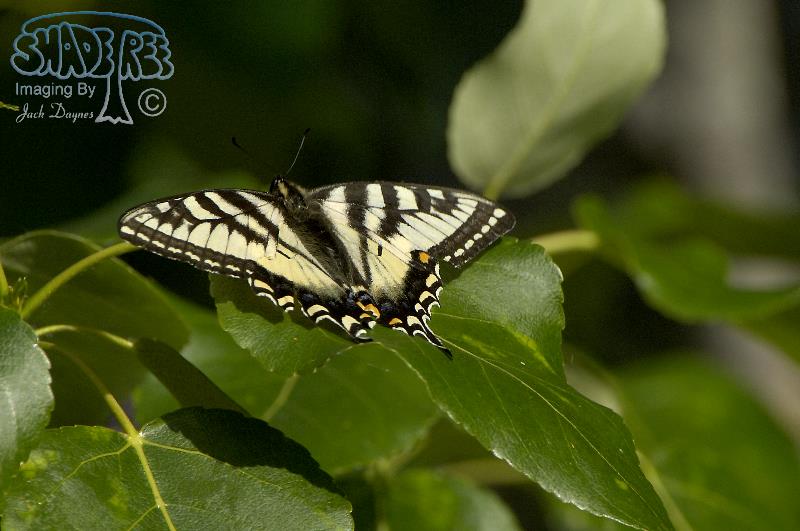 Canadian Tiger Swallowtail - Papilio canadensis