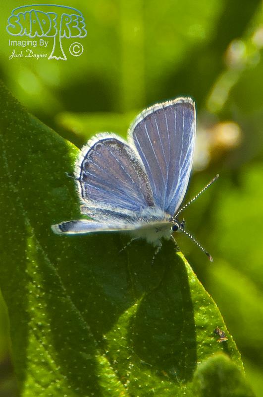 Spring Azure - Celastrina ladon