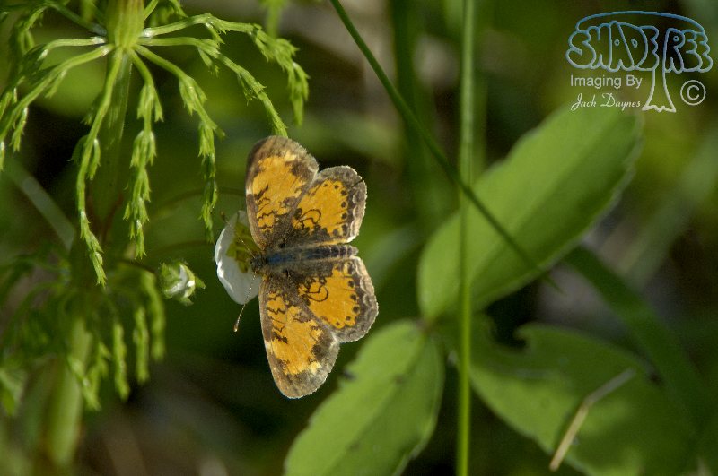 Pearl Crescent - Phyciodes tharos