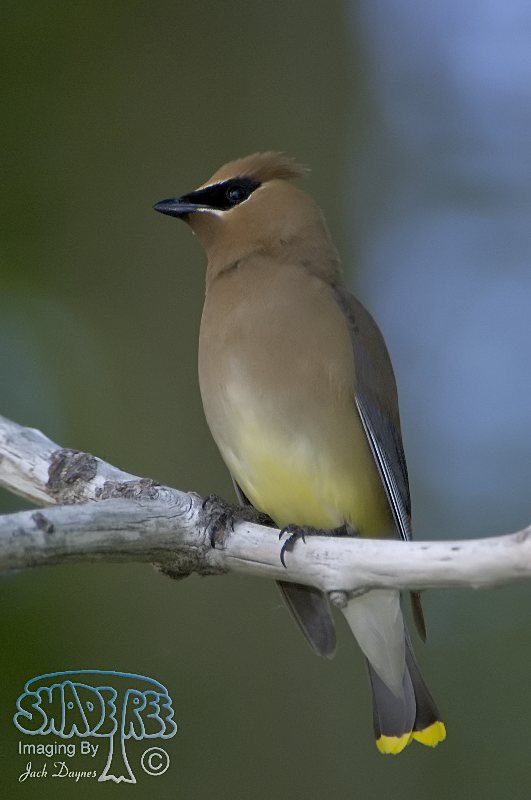 Cedar Waxwing - Bombycilla cedrorum