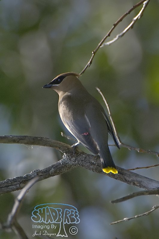 Cedar Waxwing - Bombycilla cedrorum