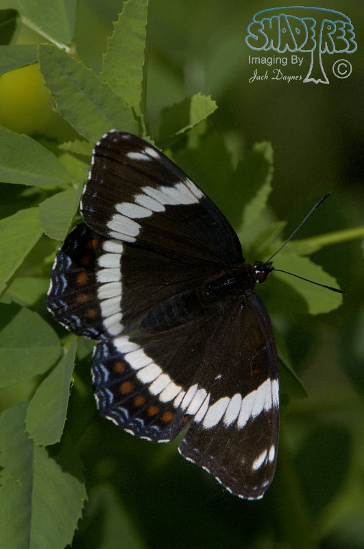 White Admiral - Psaltriparus minimus