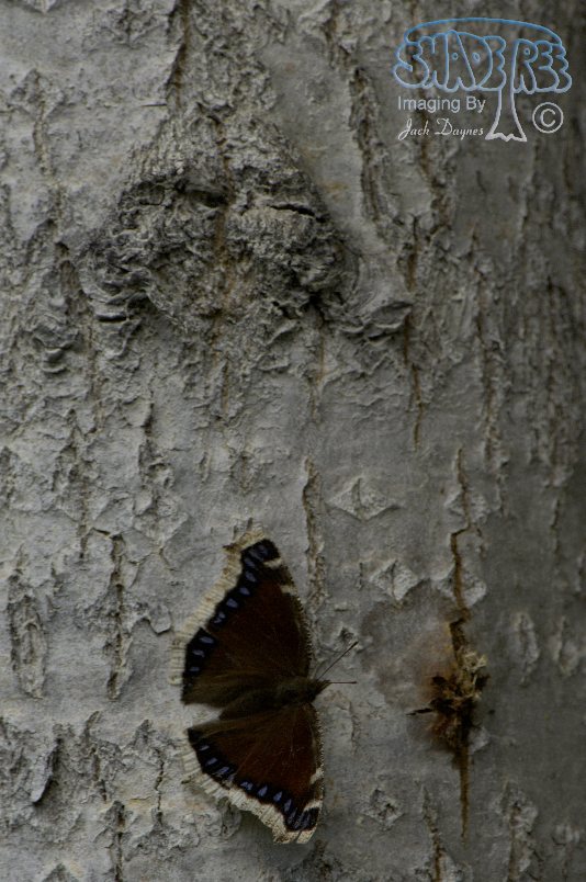 Mourning Cloak - Nymphalis antiopa