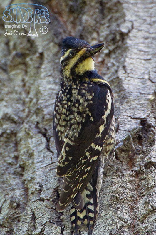 Yellow-Bellied Sapsucker - Sphyrapicus varius
